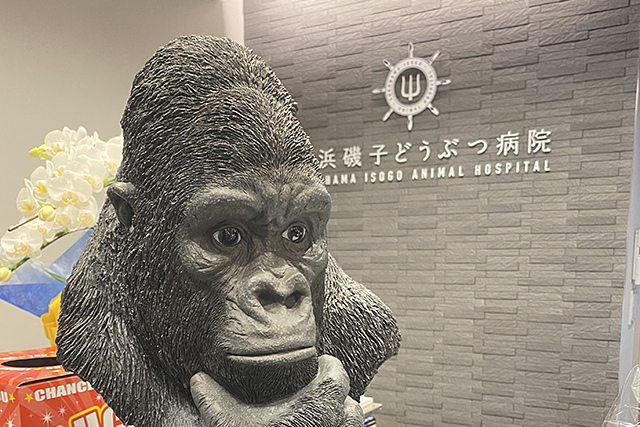 横浜磯子どうぶつ病院